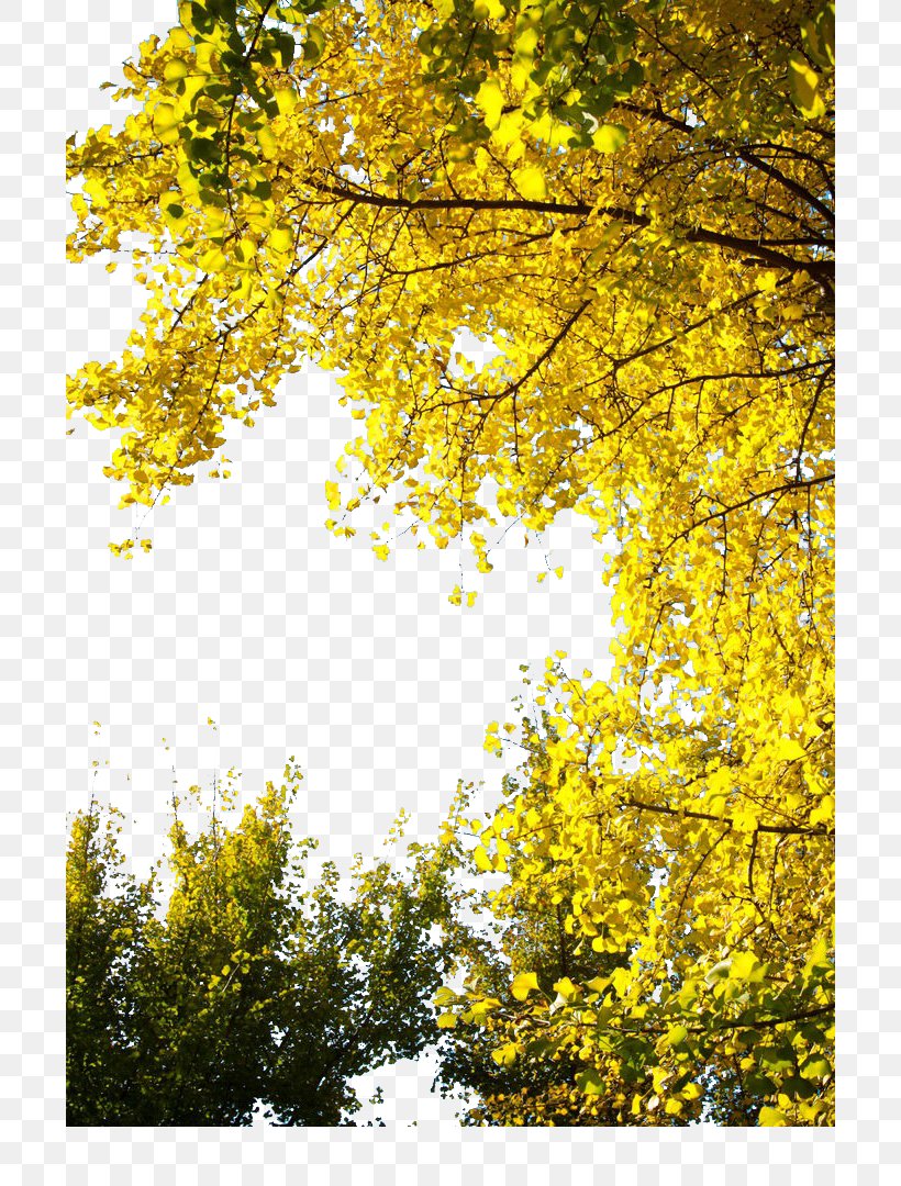 Ginkgo Biloba Congee Tree Yellow Leaf, PNG, 700x1080px, Ginkgo Biloba, Autumn, Bonsai, Branch, Chartreuse Download Free