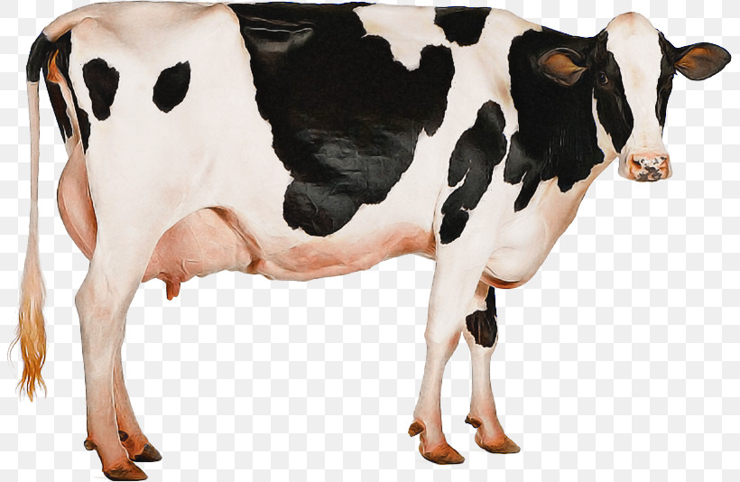 Holstein Friesian Cattle Jersey Cattle Milk Dairy Cattle Mastitis Control, PNG, 803x534px, Holstein Friesian Cattle, Angus Cattle, Beef Cattle, Calf, Dairy Download Free