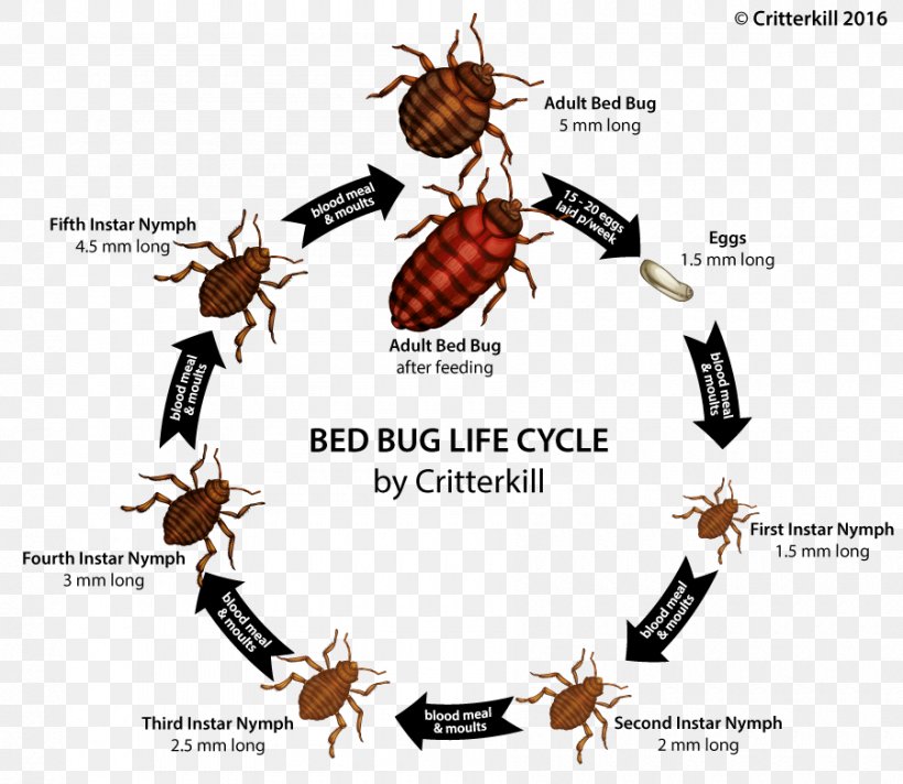 Insect Bed Bug Bite True Bugs, PNG, 900x782px, Insect, Arthropod, Bed, Bed Bug, Bed Bug Bite Download Free