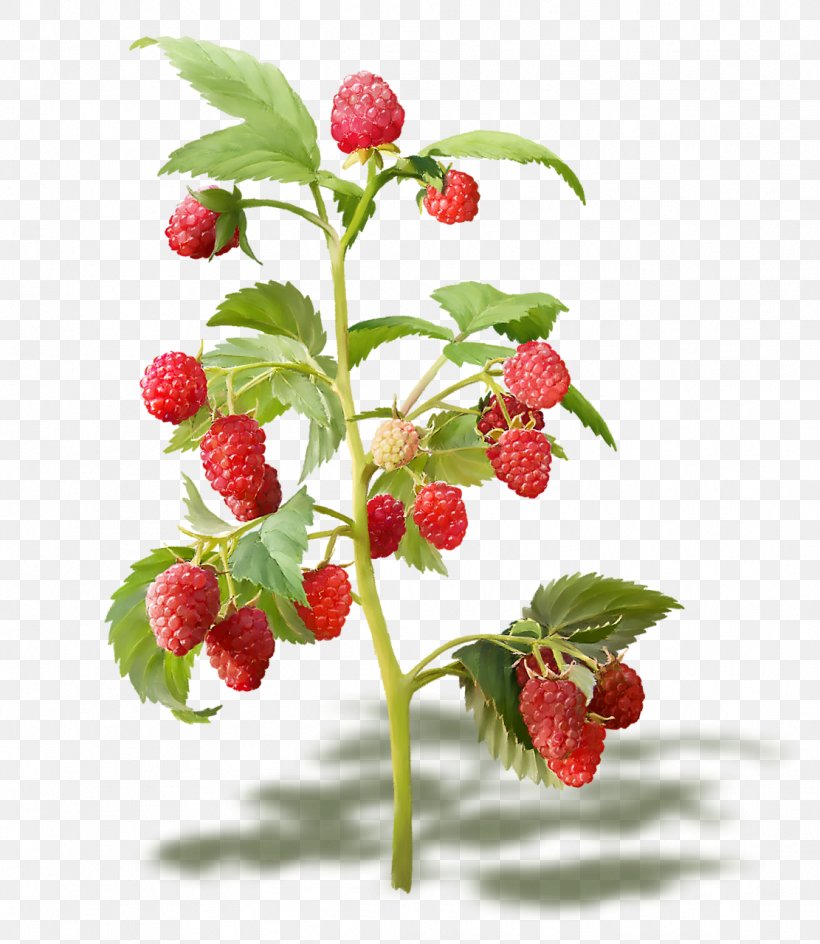 Red Raspberry Fruit Everbearing Raspberry, PNG, 1111x1280px, Red Raspberry, Berries, Berry, Blackberry, Bramble Download Free