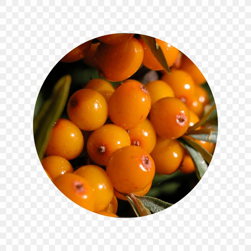 Seaberry Sea Buckthorn Oil Cultivar Description, PNG, 1080x1080px, Seaberry, Azalea, Berry, Citrus, Clementine Download Free