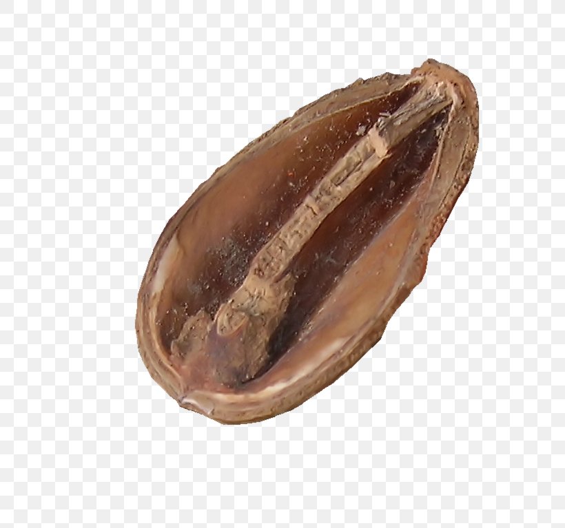 Clam Oyster Mussel Cocoa Bean Commodity, PNG, 735x767px, Clam, Abalone, Cacao Tree, Clams Oysters Mussels And Scallops, Cocoa Bean Download Free