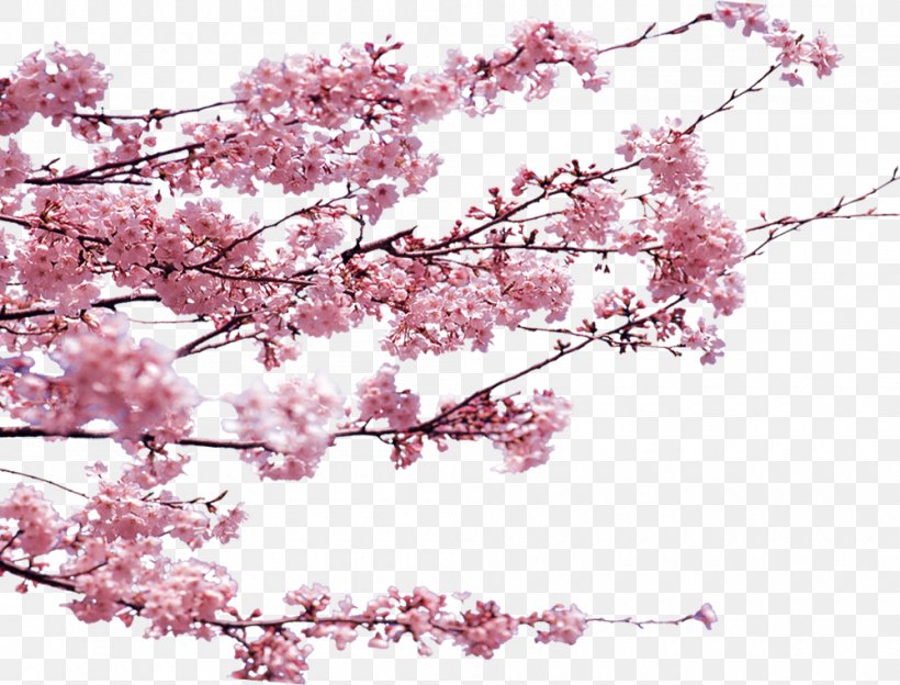 Dongzhi Poster, PNG, 1000x762px, Dongzhi, Blossom, Branch, Cherry Blossom, Designer Download Free