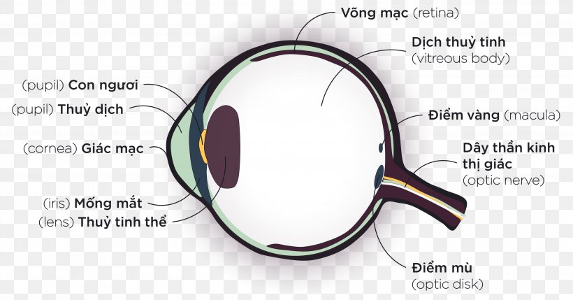 Magnifying Glass Goggles