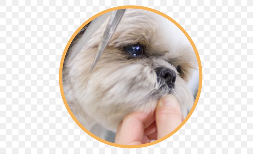 Shih Tzu Puppy Dog Breed Dogs' Avenue Companion Dog, PNG, 640x501px, Shih Tzu, Breed, Breed Group Dog, Carnivoran, Companion Dog Download Free