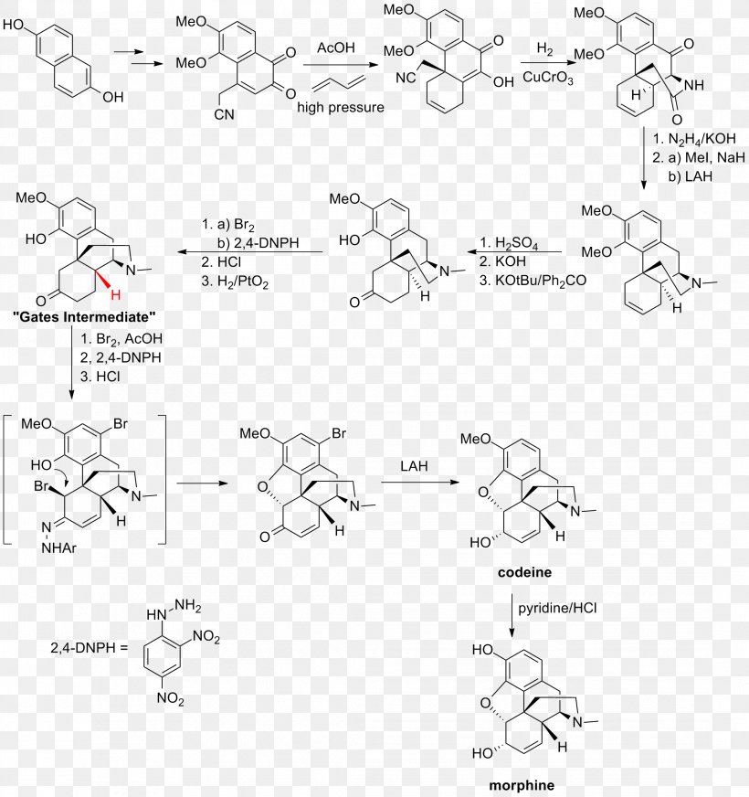 Total Synthesis Of Morphine And Related Alkaloids Chemical Synthesis Chemistry, PNG, 2164x2303px, Total Synthesis, Alkaloid, Area, Auto Part, Biosynthesis Download Free