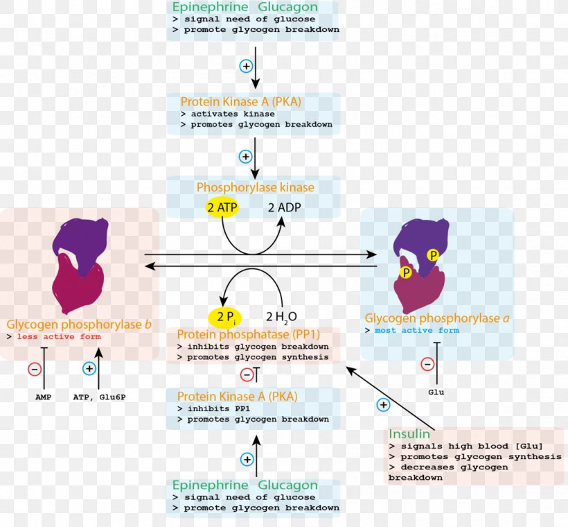 Control Of Glycogen Metabolism Glycogen Phosphorylase Phosphorylase Kinase Glycogen Synthase, PNG, 1104x1024px, Glycogen Phosphorylase, Allosteric Regulation, Area, Brand, Catalysis Download Free