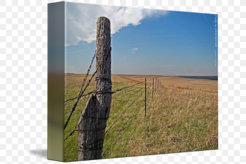 Ecoregion Prairie Tree Wood /m/083vt, PNG, 650x547px, Ecoregion, Grass, Landscape, Prairie, Sky Download Free