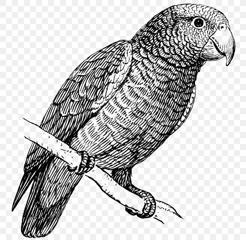 Parrot Black And White Budgerigar Clip Art, PNG, 766x800px, Parrot, African Grey, Amazon Parrot, Animal, Beak Download Free