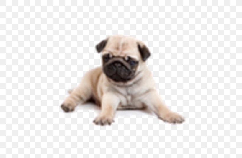 Pug Puppy Yorkshire Terrier Shih Tzu English Mastiff, PNG, 535x535px, Pug, Animal, Carnivoran, Chihuahua, Companion Dog Download Free