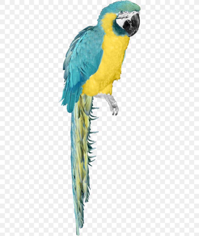 Budgerigar Macaw Bird Clip Art, PNG, 340x974px, Budgerigar, Beak, Bird, Common Pet Parakeet, Fauna Download Free