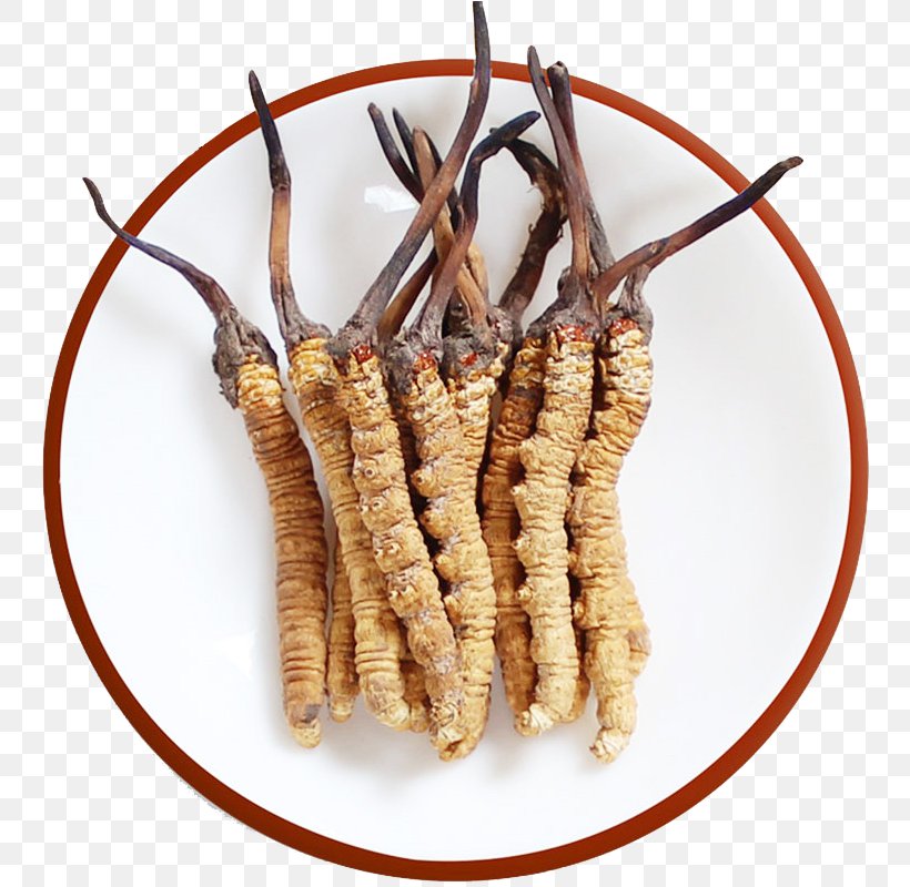 Caterpillar Fungus Traditional Chinese Medicine Cordyceps Template, PNG, 800x800px, Caterpillar Fungus, Advertising, Animal Source Foods, Chinese Herbology, Cordyceps Download Free