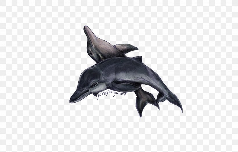 Common Bottlenose Dolphin Tucuxi Short-beaked Common Dolphin Fauna, PNG, 3132x1998px, Common Bottlenose Dolphin, Bottlenose Dolphin, Dolphin, Fauna, Fin Download Free
