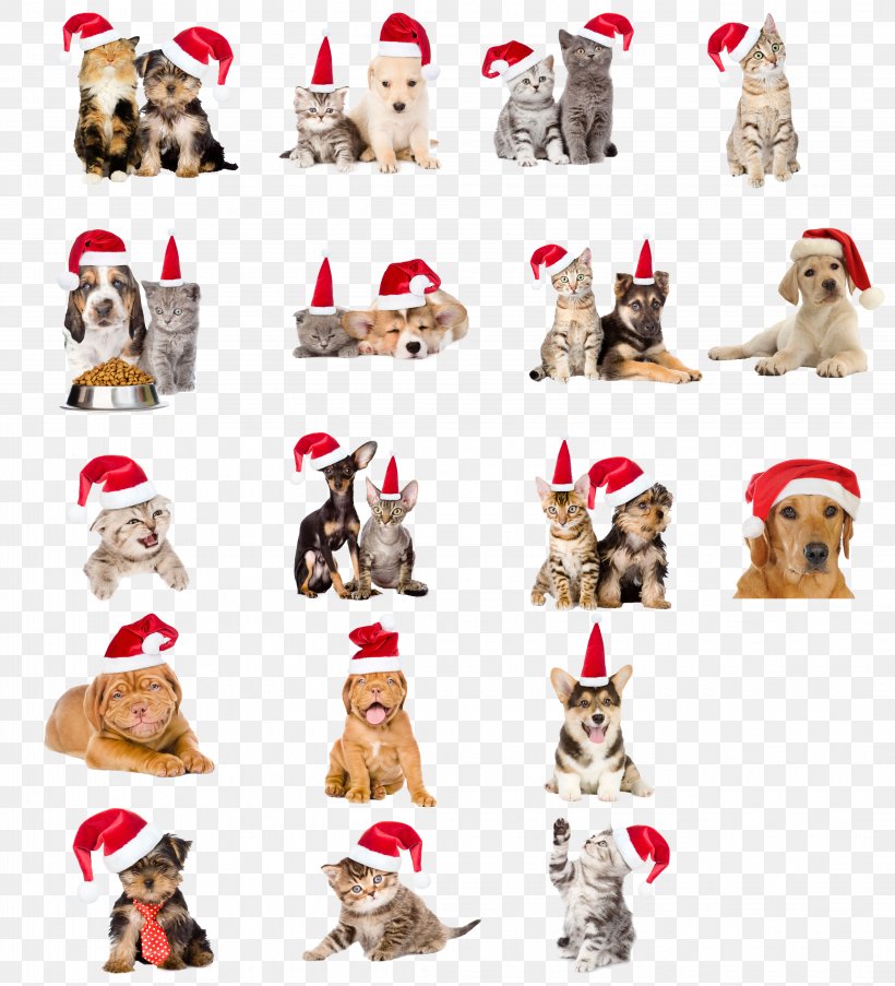 Dog Cat Pet Christmas, PNG, 4261x4697px, Dog, Bonnet, Cat, Christmas, Dog Breed Download Free