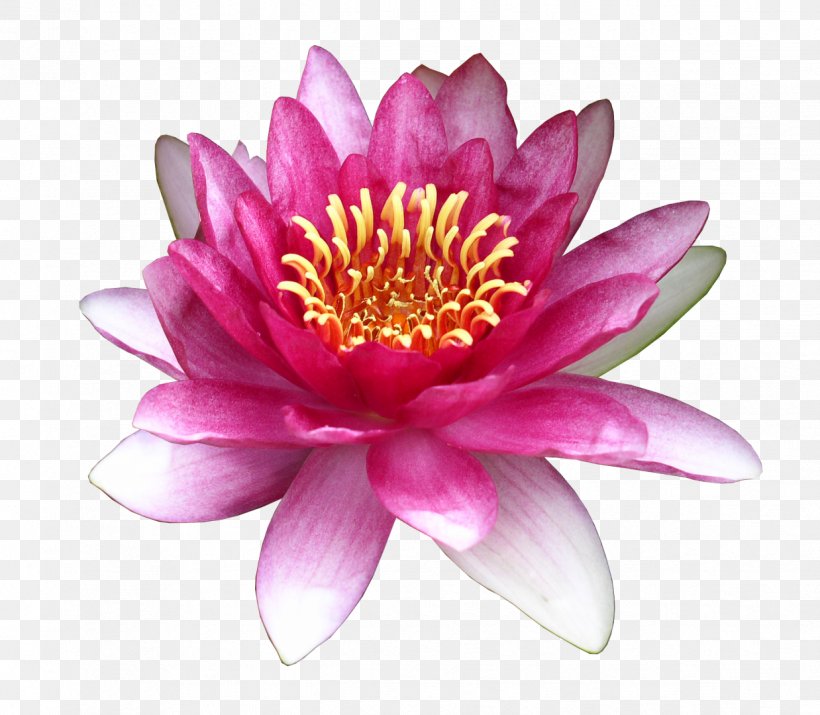 Flower Water Lily Clip Art, PNG, 1238x1080px, Flower, Annual Plant, Aquatic Plant, Common Daisy, Dahlia Download Free