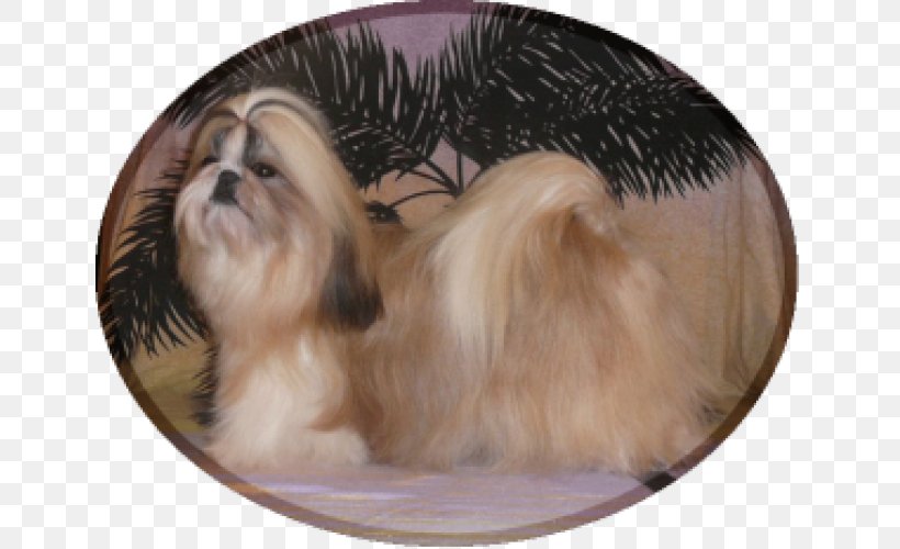 Shih Tzu Tibetan Spaniel Little Lion Dog Havanese Dog Lhasa Apso, PNG, 645x500px, Shih Tzu, Breed, Carnivoran, Chinese Imperial Dog, Companion Dog Download Free