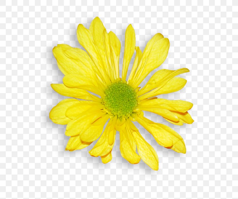 Daisy Family Chrysanthemum Argyranthemum Frutescens Oxeye Daisy Flower, PNG, 670x684px, Daisy Family, Annual Plant, Argyranthemum Frutescens, Chrysanthemum, Chrysanths Download Free