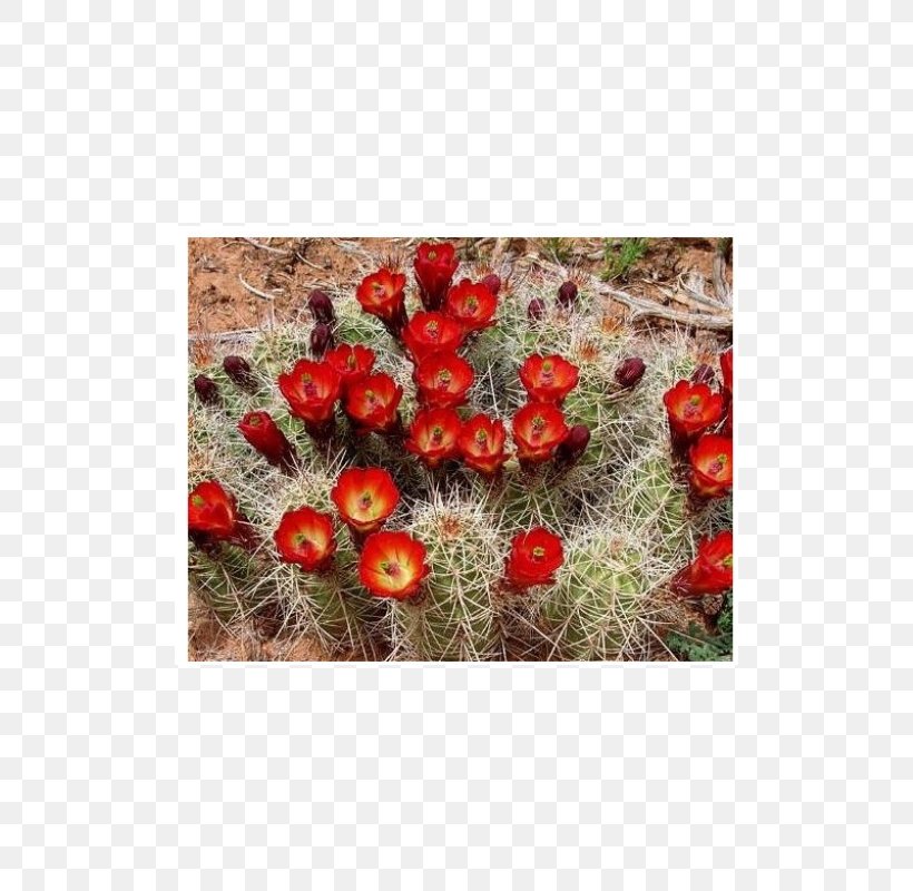 Echinocereus Triglochidiatus Sonoran Desert Cactaceae Echinocereus Reichenbachii Succulent Plant, PNG, 800x800px, Echinocereus Triglochidiatus, Cactaceae, Cactus, Caryophyllales, Ceroid Cactus Download Free