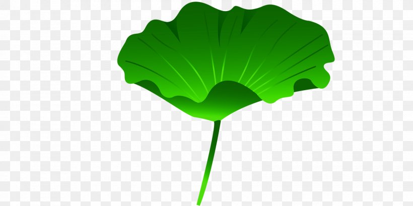 Leaf Nelumbo Nucifera Lotus Effect, PNG, 1600x800px, Leaf, Designer, Ginkgo Biloba, Grass, Gratis Download Free