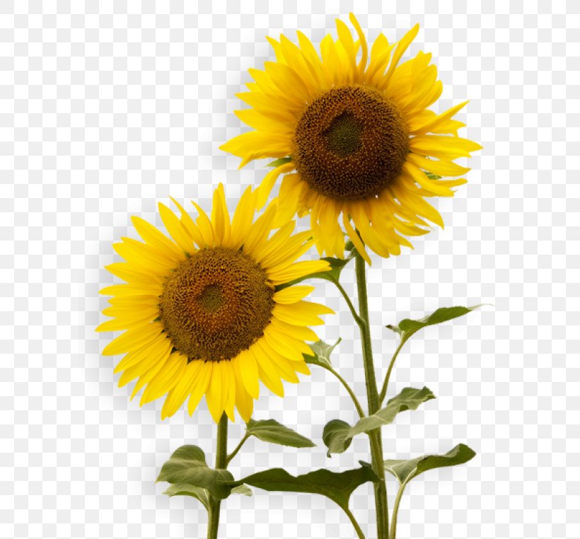 Clip Art Image Vector Graphics Sunflower, PNG, 600x762px, Sunflower, Annual Plant, Asterales, Common Sunflower, Cuisine Download Free