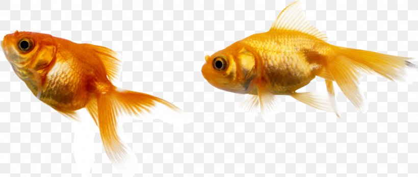 Goldfish Image Deep Sea, PNG, 2048x867px, Goldfish, Bony Fish, Close Up, Deep Sea, Deep Sea Fish Download Free