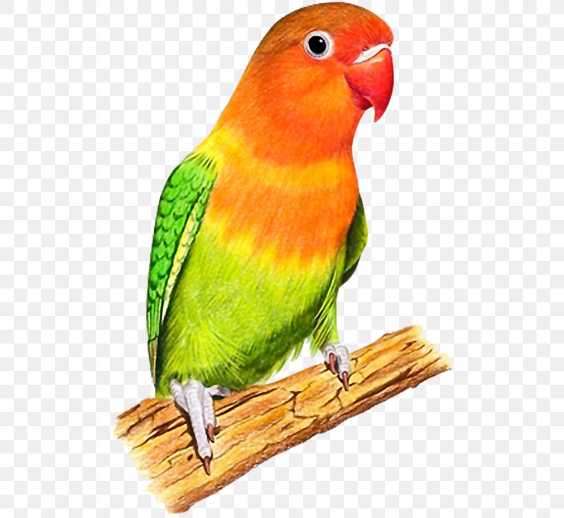 Lovebird Budgerigar Parrots Of New Guinea, PNG, 502x754px, Lovebird, Beak, Bird, Bird Supply, Budgerigar Download Free