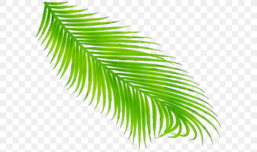 Palm Tree, PNG, 600x487px, Watercolor, Arecales, Fern, Flower, Green Download Free