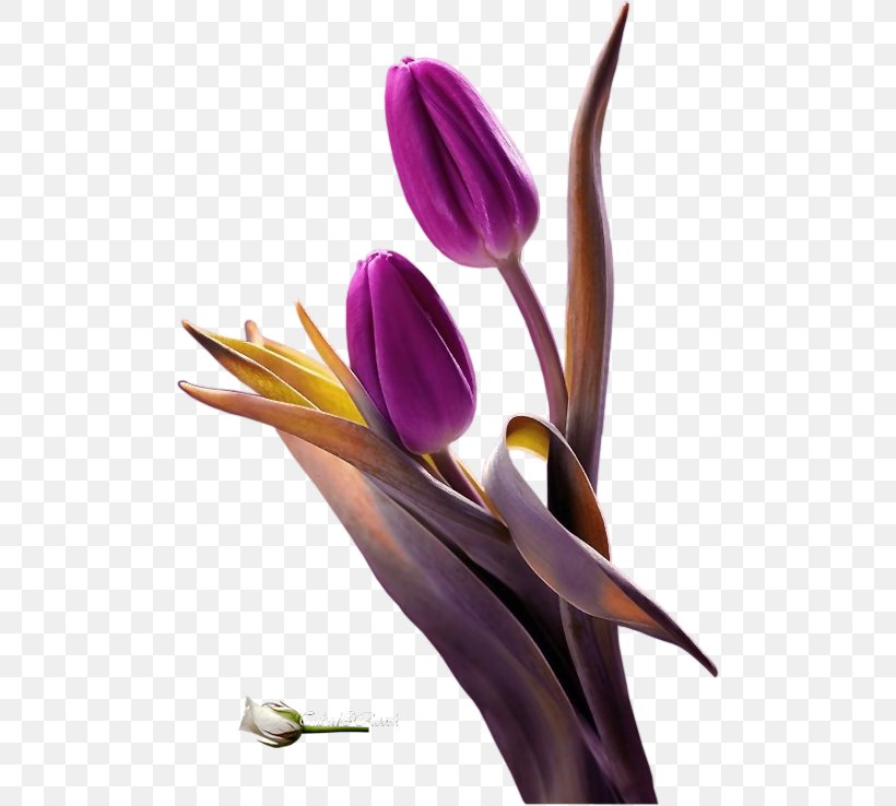 Purple Tulip Clip Art Flower, PNG, 498x738px, Purple, Cdr, Document File Format, Flower, Flowering Plant Download Free