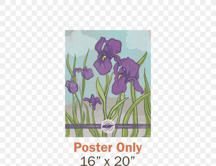 Tennessee Tulip Irises Poster, PNG, 600x629px, Tennessee, Flora, Floral Design, Flower, Flowering Plant Download Free