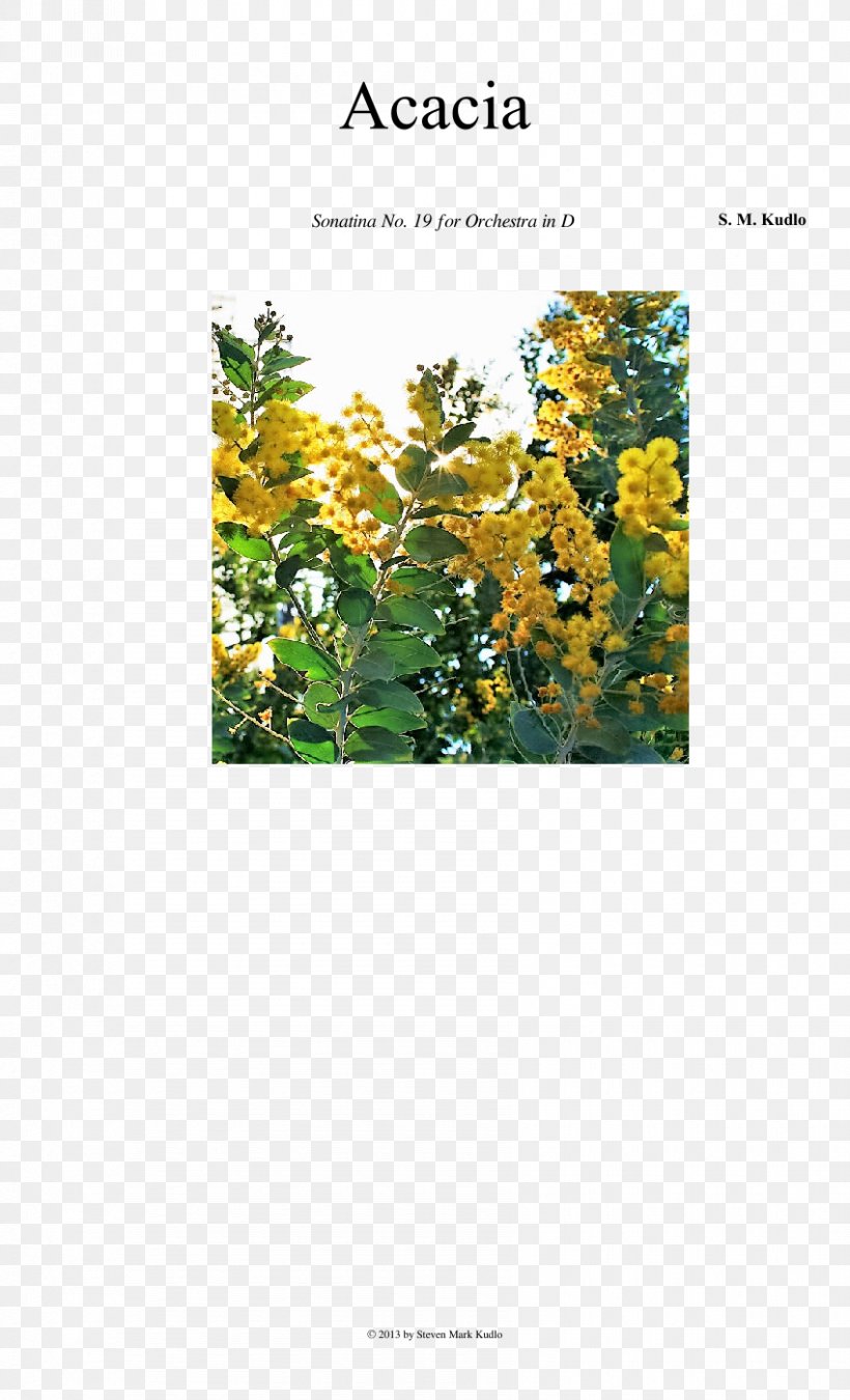 Tree PDCA Shrub Flowering Plant Font, PNG, 850x1400px, Tree, Flora, Flower, Flowering Plant, Grass Download Free