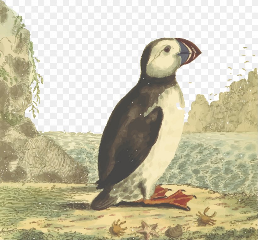 Tribal Bird Atlantic Puffin DIFFERENT ATTENTION Clip Art, PNG, 1388x1295px, Bird, Animal, Atlantic Puffin, Beak, Charadriiformes Download Free