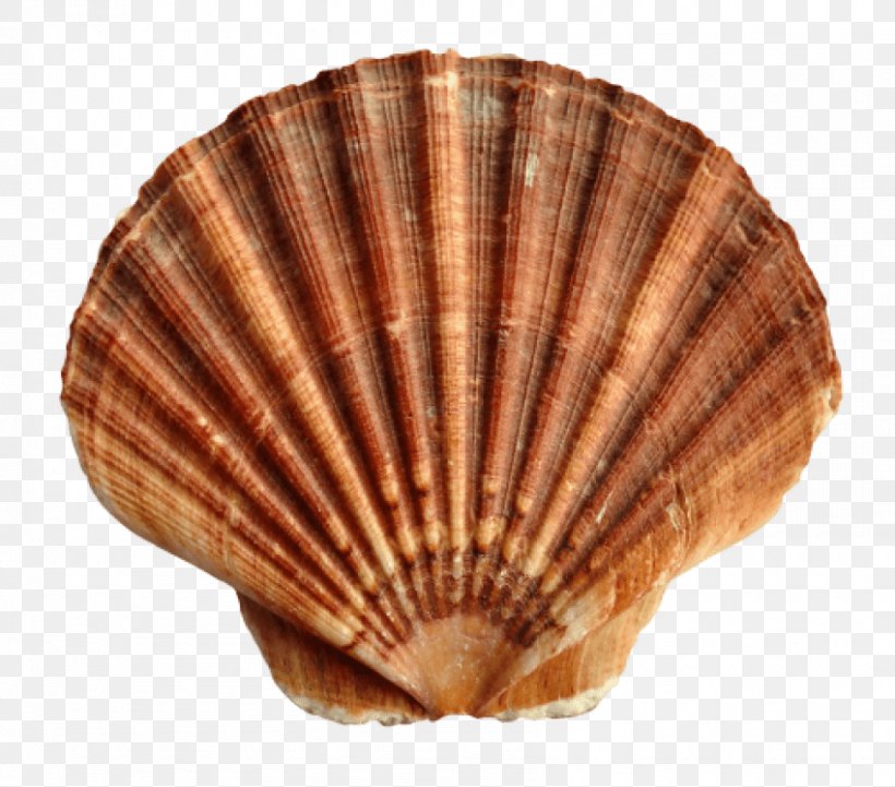 Cockle Clam Seashell Mollusc Shell, PNG, 850x748px, Cockle, Bivalvia, Clam, Clams Oysters Mussels And Scallops, Conch Download Free