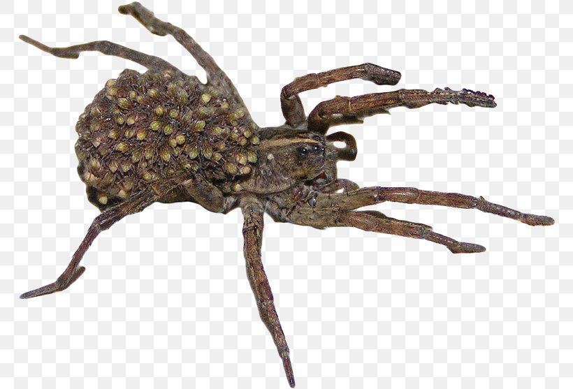 Wolf Spider Goliath Birdeater Orb-weaver Spiders Spider Web, PNG, 770x557px, Spider, Arachnid, Araneus, Arthropod, Eicocon Download Free