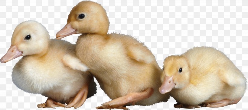 Duck Mallard American Pekin, PNG, 3444x1537px, Duck, American Pekin, Animal Figure, Beak, Bird Download Free