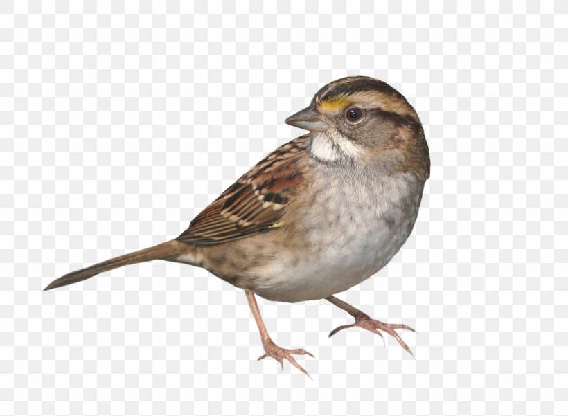 House Sparrow Bird, PNG, 2430x1782px, House Sparrow, Animal, Beak, Bird, Canvas Download Free