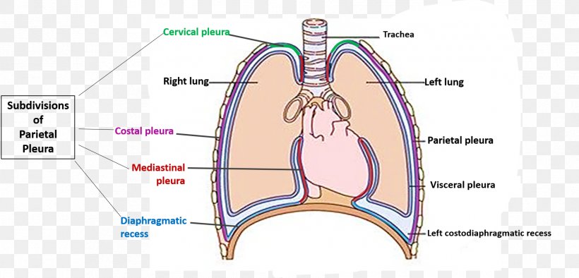 Joint Pulmonary Pleurae Pleural Cavity Anatomy Muscle, PNG, 1806x868px, Watercolor, Cartoon, Flower, Frame, Heart Download Free