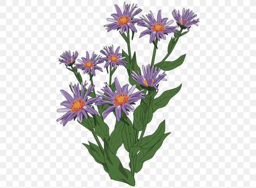 Aster Pyrenaeus Clip Art, PNG, 469x603px, Aster, Annual Plant, Aster Pyrenaeus, Daisy, Daisy Family Download Free