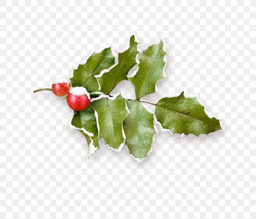 Common Holly Christmas Pomegranate Fruit, PNG, 2372x2032px, Holly, Aquifoliaceae, Aquifoliales, Branch, Christmas Download Free