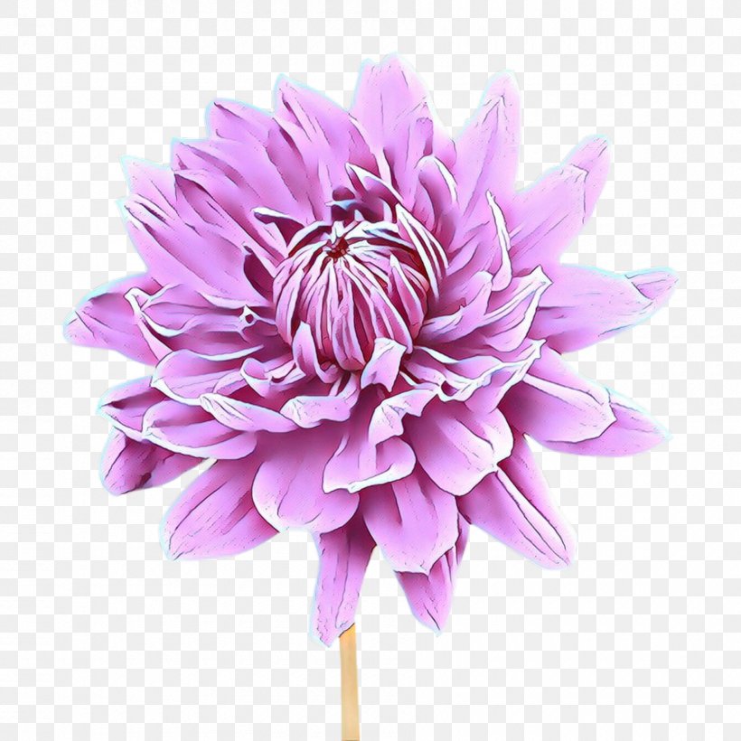 Dahlia Chrysanthemum Cut Flowers Purple, PNG, 900x900px, Dahlia, Artificial Flower, Aster, Chrysanthemum, Chrysanths Download Free