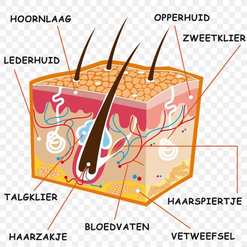 Human Skin Vitamin D Memrise Sunlight, PNG, 1167x1167px, Skin, Aandoening, Area, Arthropod, Bizkarroi Download Free