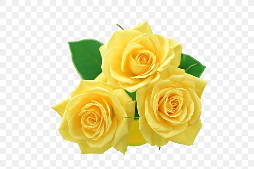 Rose Yellow Clip Art, PNG, 564x548px, Rose, Cut Flowers, Floral Design, Floristry, Flower Download Free