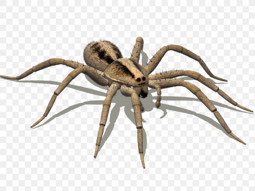 Widow Spiders Goliath Birdeater Pest Hobo Spider, PNG, 1184x888px, Spider, Arachnid, Araneus, Arthropod, Brown Recluse Spider Download Free