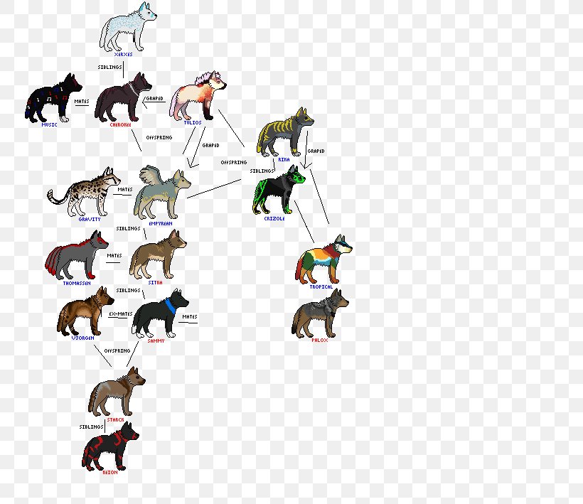 Canidae Gray Wolf Family  Tree  Coyote Pack PNG 768x709px 
