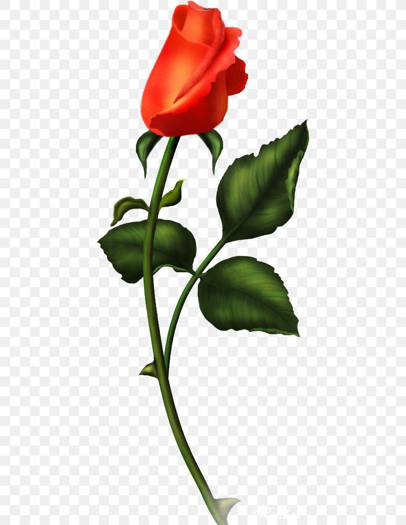 Rose Adobe Photoshop PhotoScape Image, PNG, 431x1060px, Rose, Blue Rose, Botany, Bud, Flower Download Free