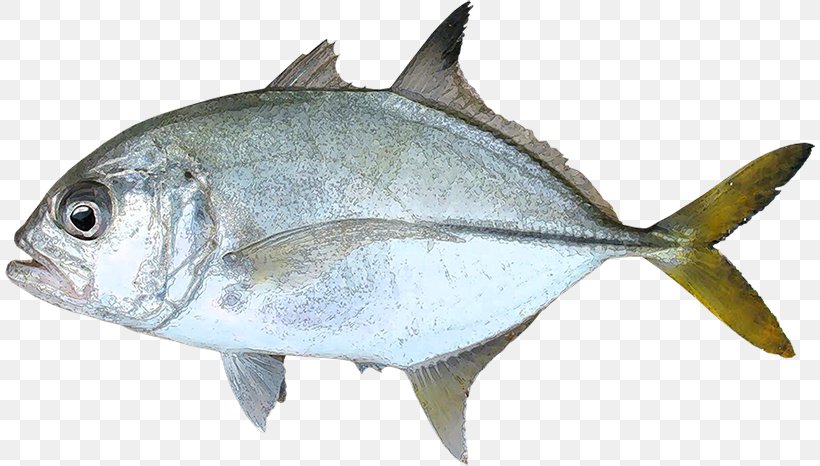 Thunnus Milkfish Fish Products Blue Runner Sardine, PNG, 810x466px, Thunnus, Atlantic Horse Mackerel, Blue Runner, Bonito, Bony Fish Download Free