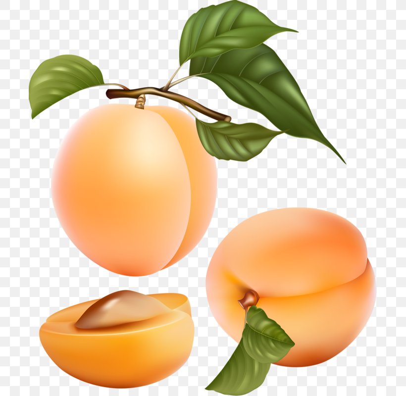 Apricot Fruit Peach Illustration, PNG, 703x800px, Apricot, Citrus, Diet Food, Digital Image, Diospyros Download Free