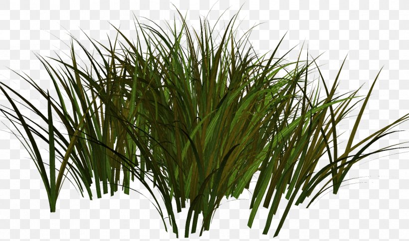 Clip Art Herbaceous Plant Grasses Adobe Photoshop, PNG, 1194x705px, Herbaceous Plant, Chrysopogon Zizanioides, Commodity, Flowering Plant, Grass Download Free