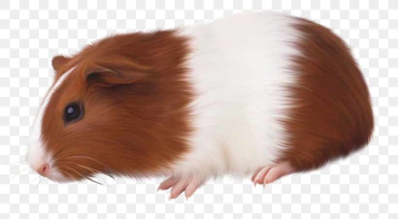 Hamster Guinea Pig Rodent Vietnamese Pot-bellied, PNG, 800x452px, Hamster, Adhesive, Animal, Bumper, Bumper Sticker Download Free