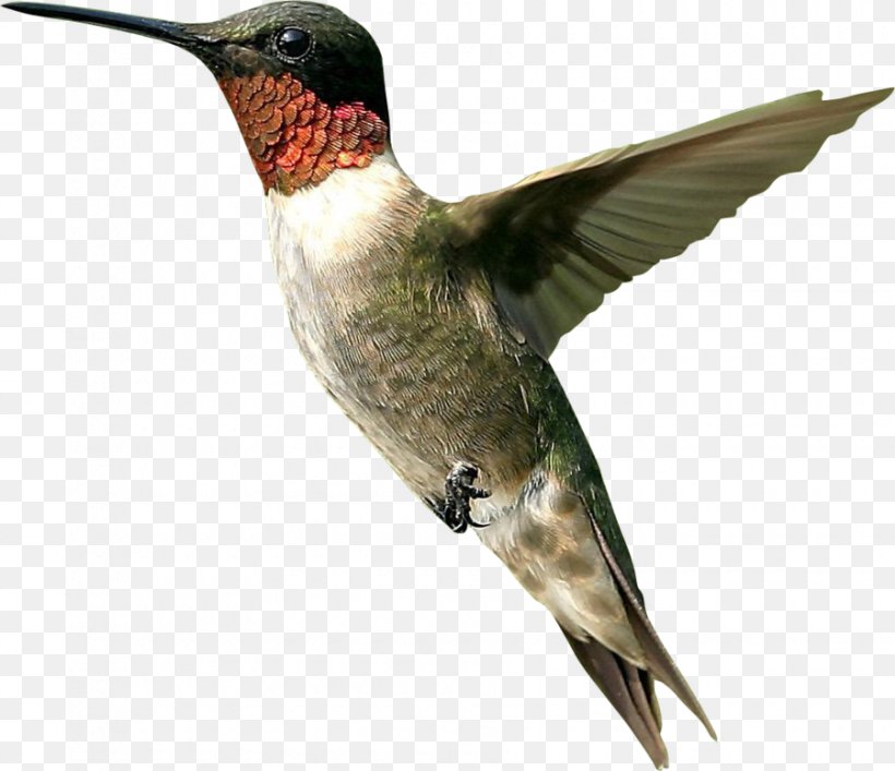 Hummingbird Clip Art, PNG, 900x776px, Hummingbird, Beak, Bee Hummingbird, Bird, Cuculiformes Download Free