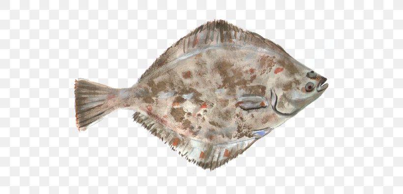 Peacock Flounder Fish Arctic Flounder Food, PNG, 640x396px, Flounder, American Smooth Flounder, Arctic Flounder, Fish, Flatfish Download Free